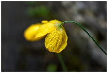 welsh poppy